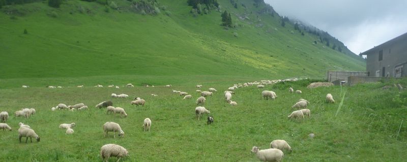Les th&ocirc;nes et Marthod, au col des Aravis en 2010