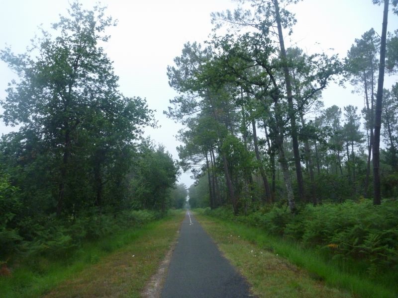 Le Glaude perfore la f&ocirc;ret des Landes ce petit matin d'aout 2010 par piste cyclable de Bordeaux &agrave; Lacanau