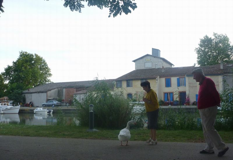 Oie apprivois&eacute;e en compagnie de ses deux p&eacute;p&eacute;res , au bord du canal du midi en 2010