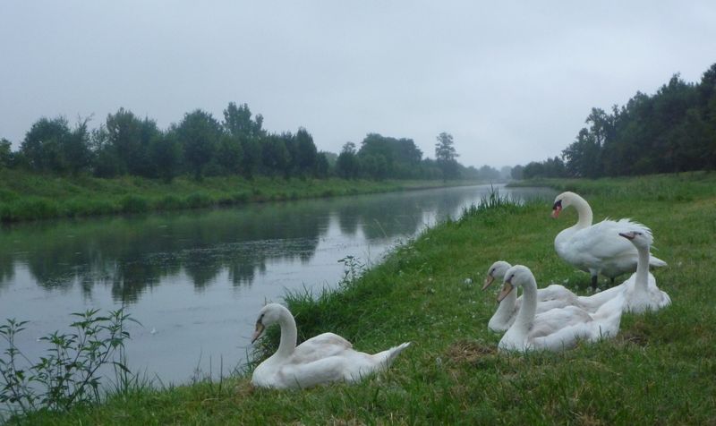 Fais mois un cygne , le long du canal lat&egrave;ral de la Garonne en 2010