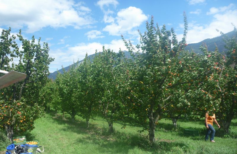 Les abricots du Valais d&eacute;j&agrave; en r&eacute;colte le 20 juin 2011