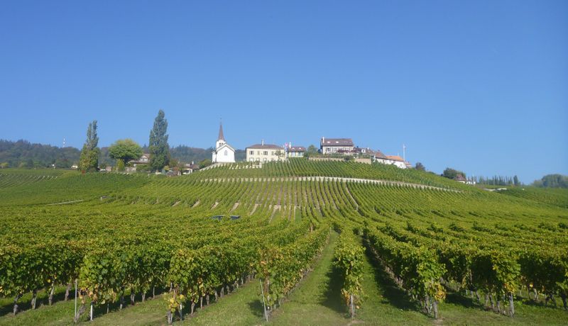 Vignoble vaudois en 2011