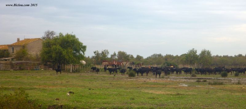 Taureaux en Camargue gardoise 2015 vus depuis ViaRhôna