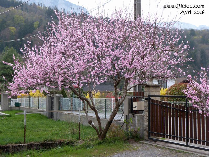 Arrivée en Favergie : Auprès de mon arbre ..