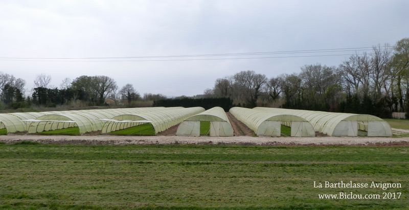 La Barthelasse est une zone agricole, ici ; Serres ..