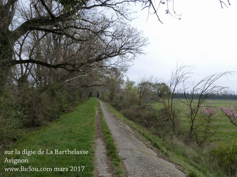 La digue du Rh&ocirc;ne prot&egrave;ge la zone de la Barthelasse  en 2017