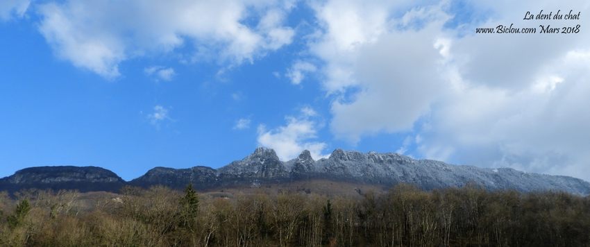 la dent du chat blanche de neige 