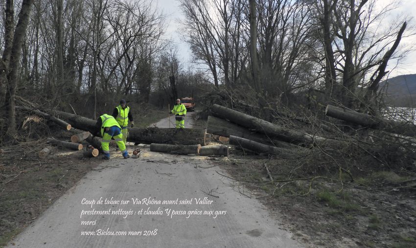 Chutes d'arbres sur la ViaRhôna, attention ça pourrait être dangereux ..