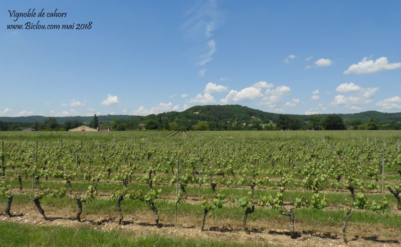 vignes-du-lot-cahors-2018 vignes-du-lot-cahors-2018