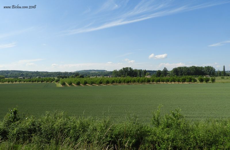 Pruniers du Lot