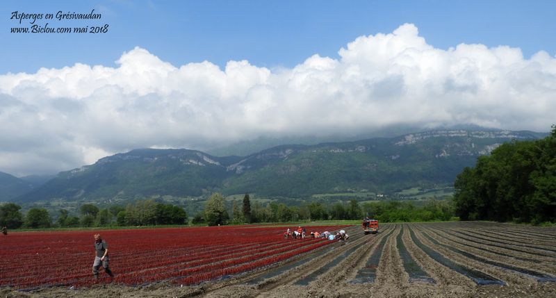 asperges en grésivaudan ceuillis par des travailleurs .. détachés et payés à coup de lances pierres ; des galets de l'isère asperges en grésivaudan ceuillis par des travailleurs .. détachés et payés à coup de lances pierres ; des galets de l'isère