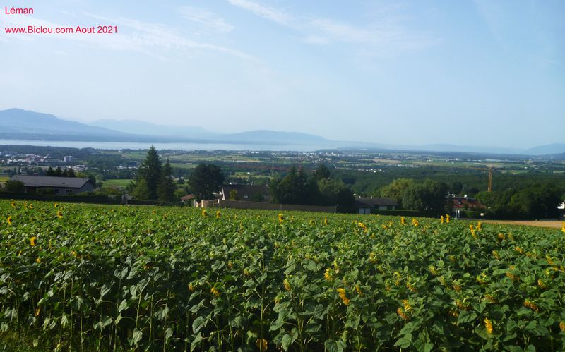 En montant au Jura : vue sur le L&eacute;man
