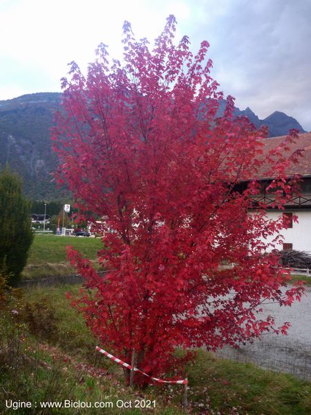 Un bel arbre, rencontr&eacute; &agrave; Ugine, chez Louis Bisilliat, un ancien coureur