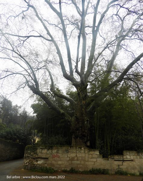 Aupr&egrave;s de mon arbre .. 