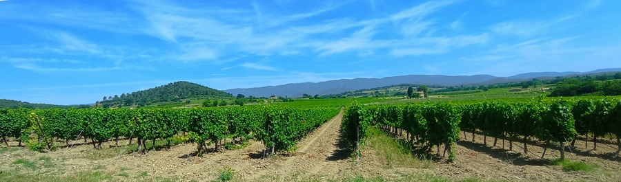 En vue du Luberon, la vigne provencale