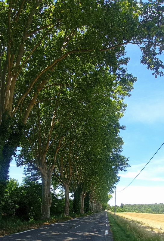 Beaux platanes rafraichissant la route