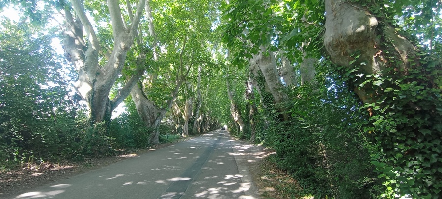 Sur Viarhôna : A l'ombre de beaux platanes