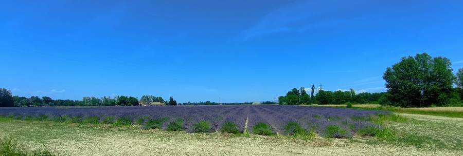 Drôme : un' occhiata à ce champ de Lavandin, tout de même
