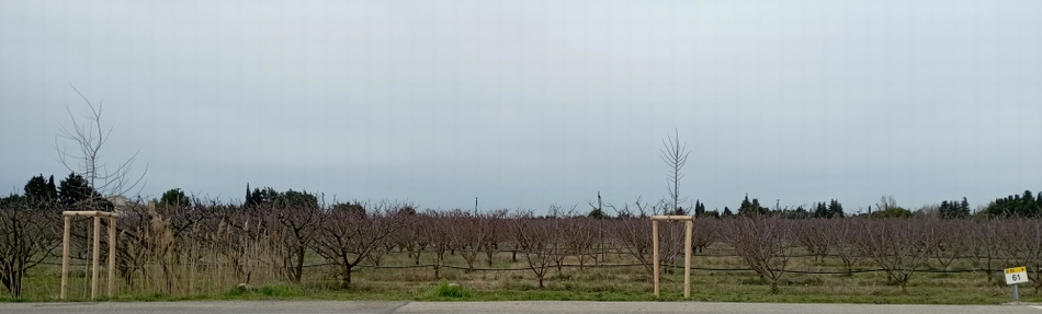 Essai de plantation d'arbres ; à suivre 