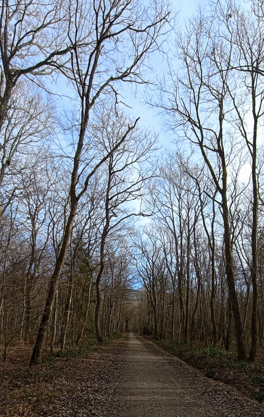 bois-de-jussy-suissetitle=bois-de-jussy-suisse
