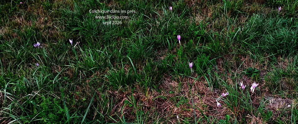 Colchiques-dans-les-pres-fleurissent-..