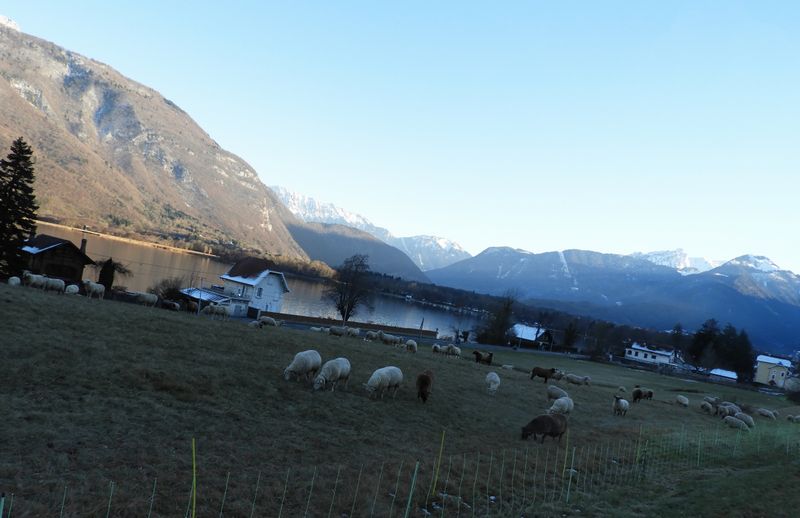Moutons-bordure-voie-verte-doussardtitle=Moutons-bordure-voie-verte-doussard