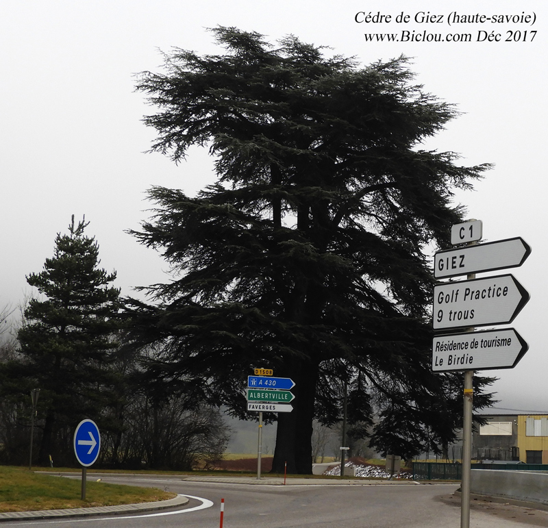 tjrs-le-cedre-de-giez-ma-ki-le-voie-?title=tjrs-le-cedre-de-giez-ma-ki-le-voie-?