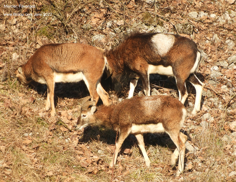 Mouflons-de-Favergestitle=Mouflons-de-Faverges