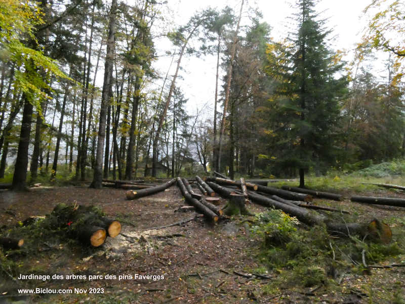 Massacre-ala-tronceneuse-parc-des-pins-Faverges